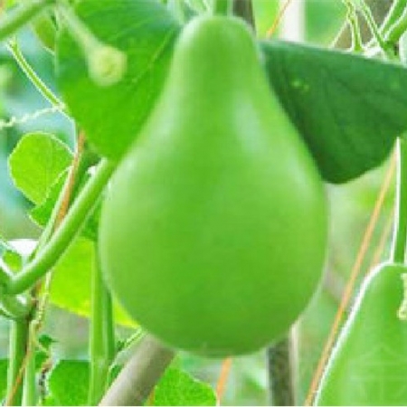 長(zhǎng)蒲瓜